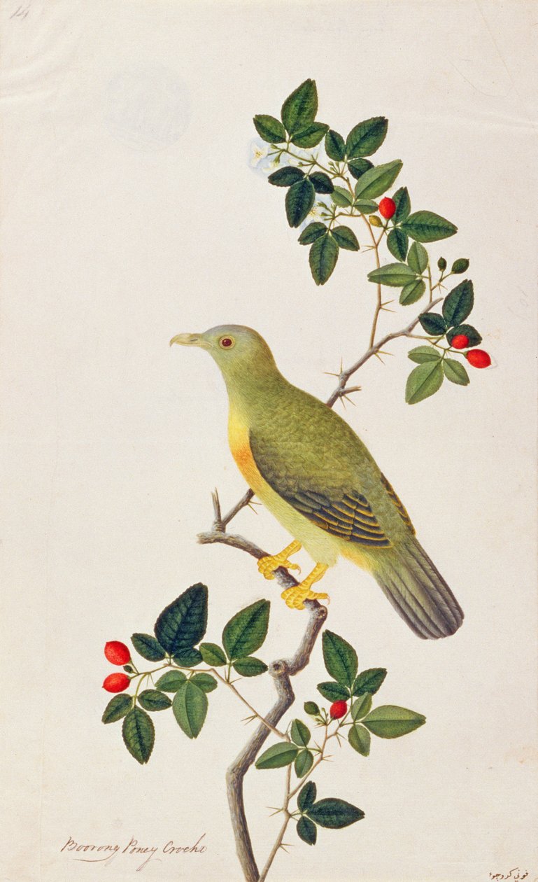 Duży zielony gołąb, z Rysunków ptaków z Malakki, ok. 1805-18 (wc na papierze) autorstwa Chinese School