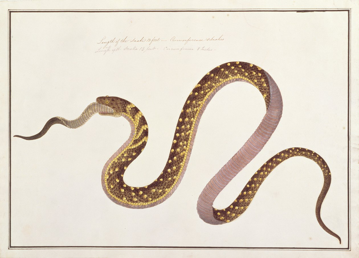 Duży wąż jedzący drugiego, z Rysunki zwierząt, owadów i gadów z Malakki, ok. 1805-18 (wc i gwasz na papierze) autorstwa Chinese School