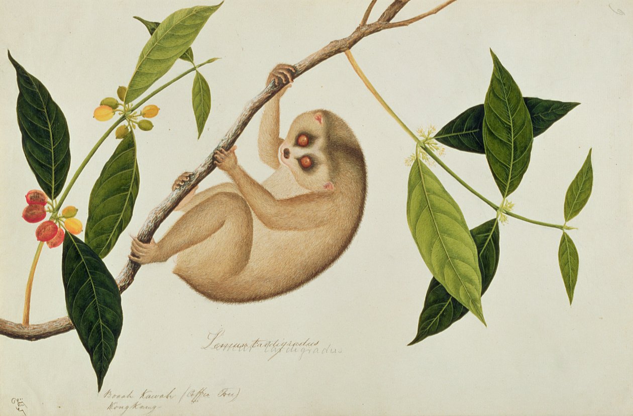Lemur tardigradus, Booah Kawah (drzewo kawowe) Kong Kang, z Rysunków zwierząt, owadów i gadów z Malakki, ok. 1805-18 (toaleta i gwasz na papierze) autorstwa Chinese School