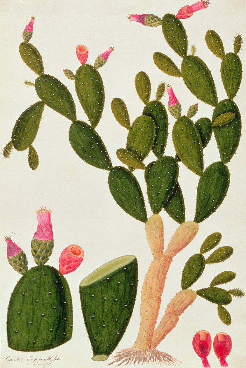Liedah Badah, Cardasse Cochenille, z Rysunków roślin z Malakki, ok. 1805-18 (wc na papierze) autorstwa Chinese School