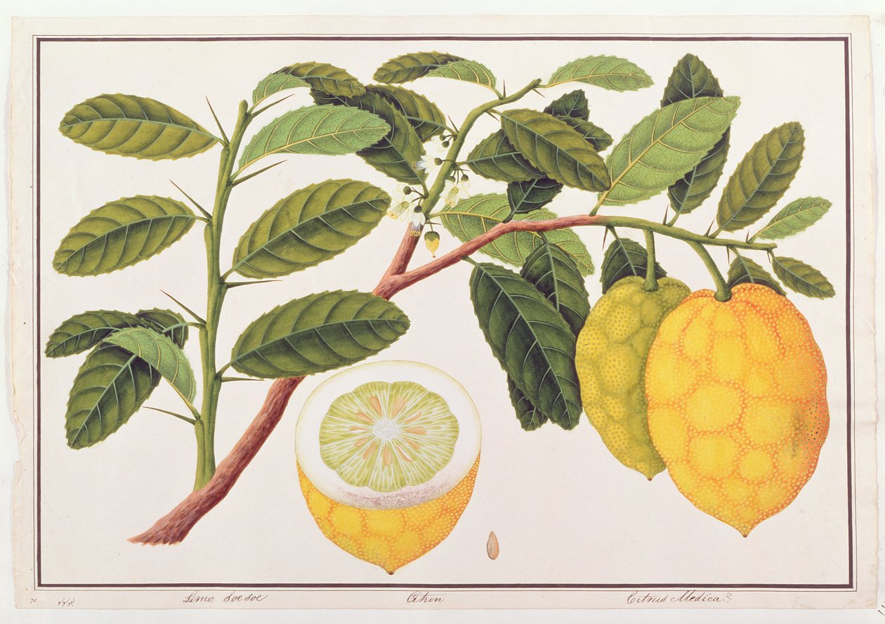 Limo Soe Soe, Strong lub Citrus Medica, z Rysunków roślin z Malakki, ok. 1805-18 (wc na papierze) autorstwa Chinese School