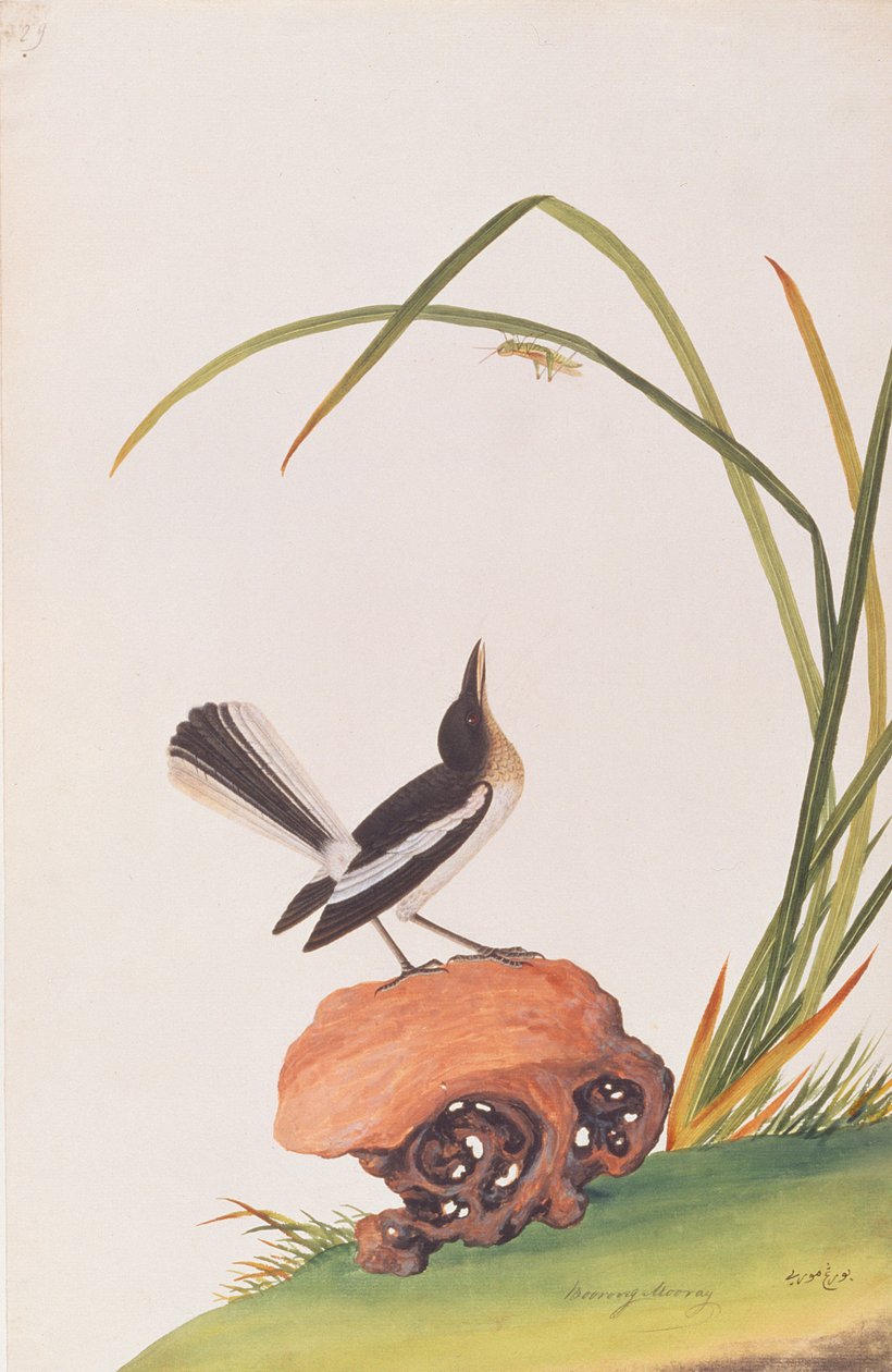 Sroka Robin, z Rysunków ptaków z Malakki, ok. 1805-18 (wc na papierze) autorstwa Chinese School