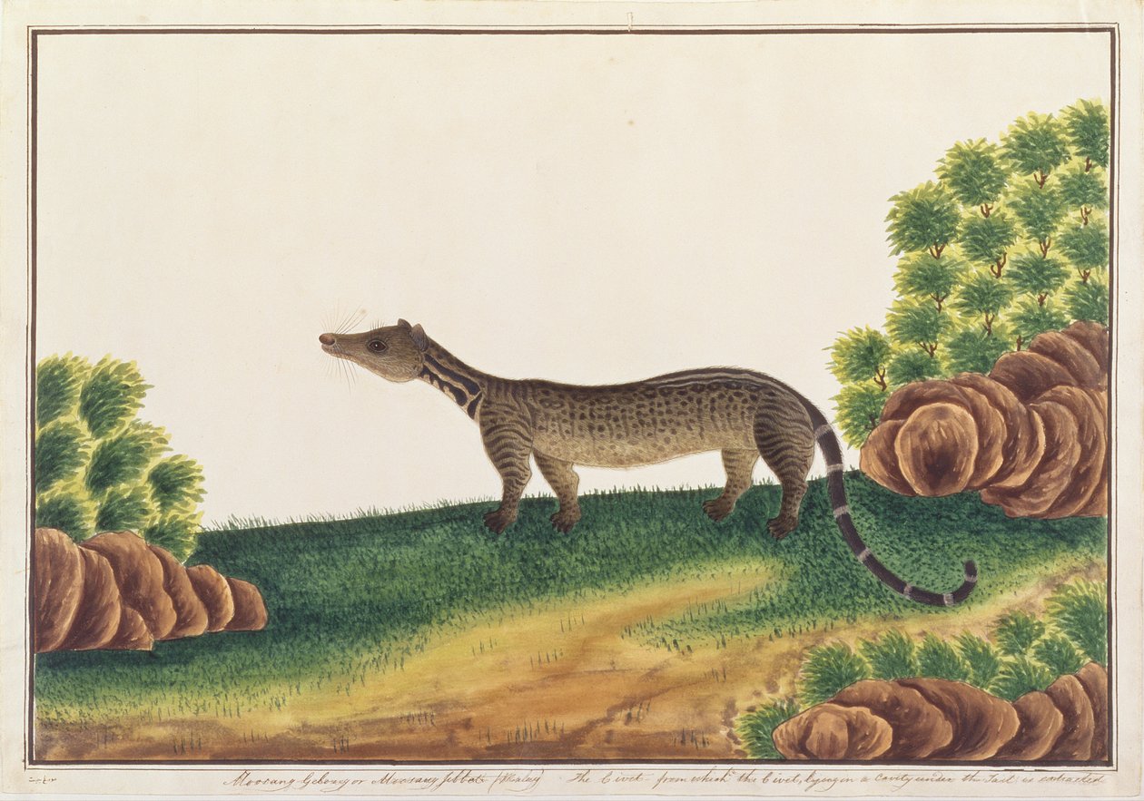 Cywet malajski, z Rysunków zwierząt, owadów i gadów z Malakki, ok. 1805-18 (gwasz i wc na papierze) autorstwa Chinese School