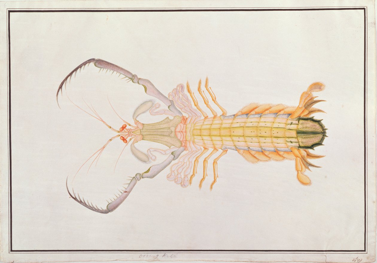Mantis Shrimp, z Rysunków zwierząt, owadów i gadów z Malakki, ok. 1805-18 (toaleta i gwasz na papierze) autorstwa Chinese School