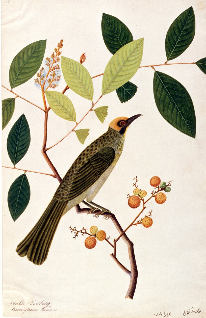 Mata Cooching, z Rysunków ptaków z Malakki, ok. 1805-18 (wc na papierze) autorstwa Chinese School