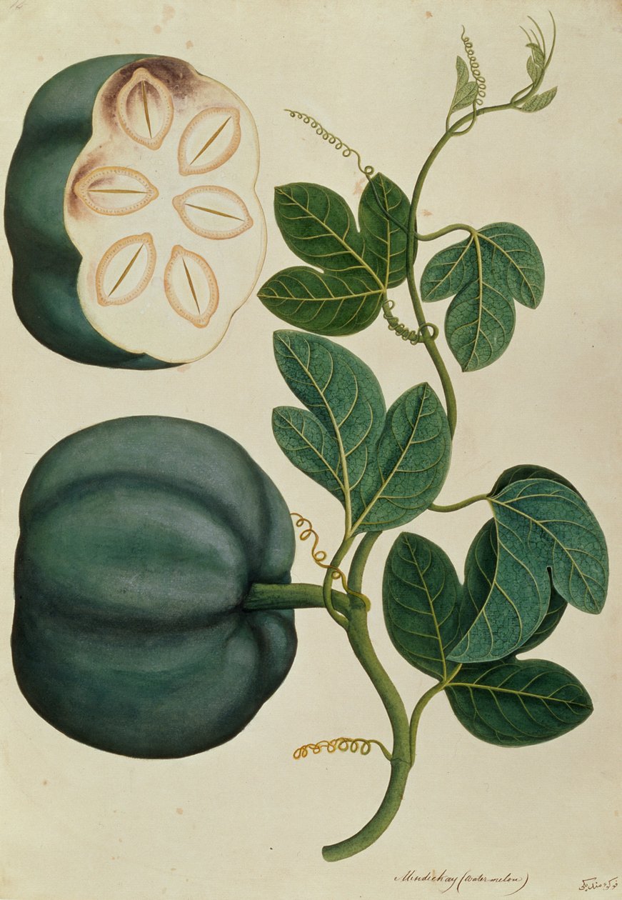 Mendickay lub arbuz, z Rysunków roślin z Malakki, ok. 1805-18 (wc na papierze) autorstwa Chinese School