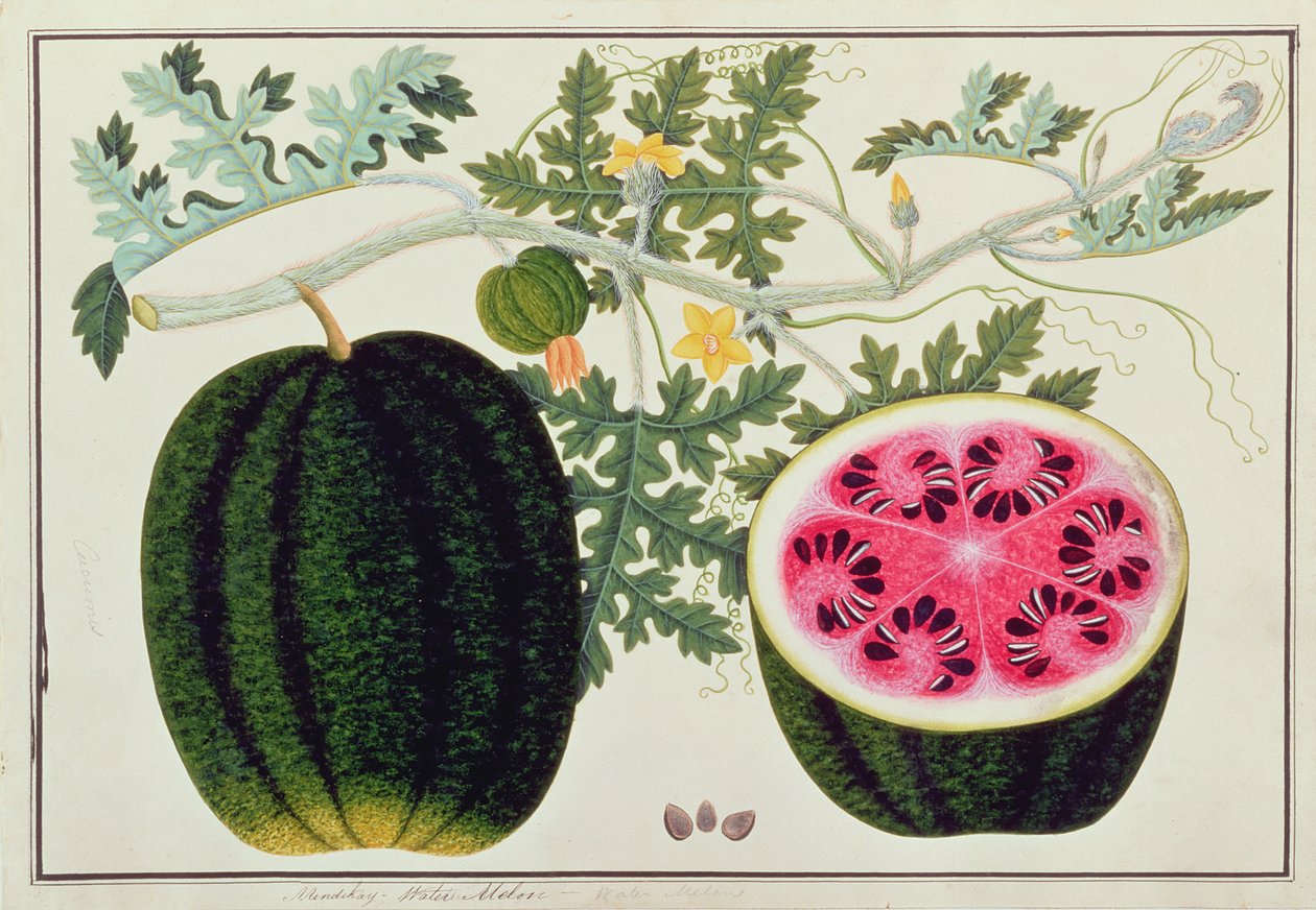 Mindikay lub arbuz, z Rysunków roślin z Malakki, ok. 1805-18 (wc na papierze) autorstwa Chinese School