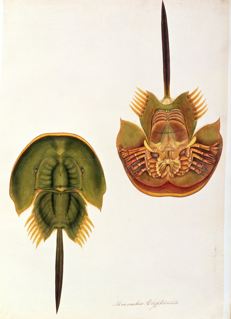 Monoculus Polyphemus, z Rysunków zwierząt, owadów i gadów z Malakki, ok. 1805-18 (wc i gwasz na papierze) autorstwa Chinese School