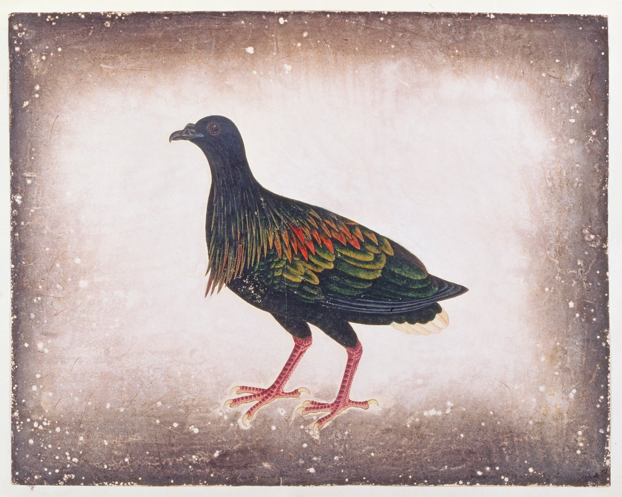 Nicobar Pigeon, z Rysunków ptaków z Malakki, ok. 1805-18 (wc na papierze) autorstwa Chinese School