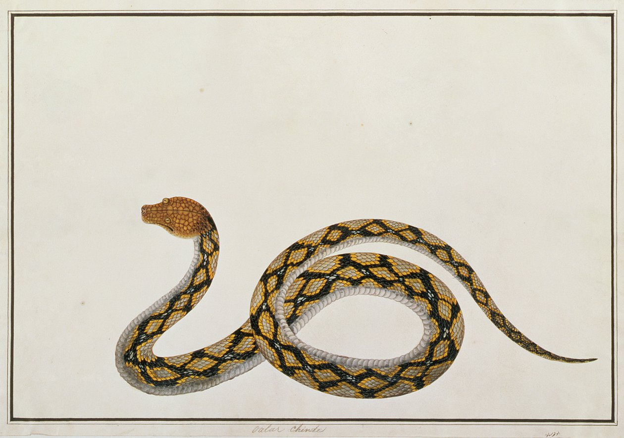 Oolur Chinde, z Rysunków zwierząt, owadów i gadów z Malakki, ok. 1805-18 (gwasz i toaleta na papierze) autorstwa Chinese School