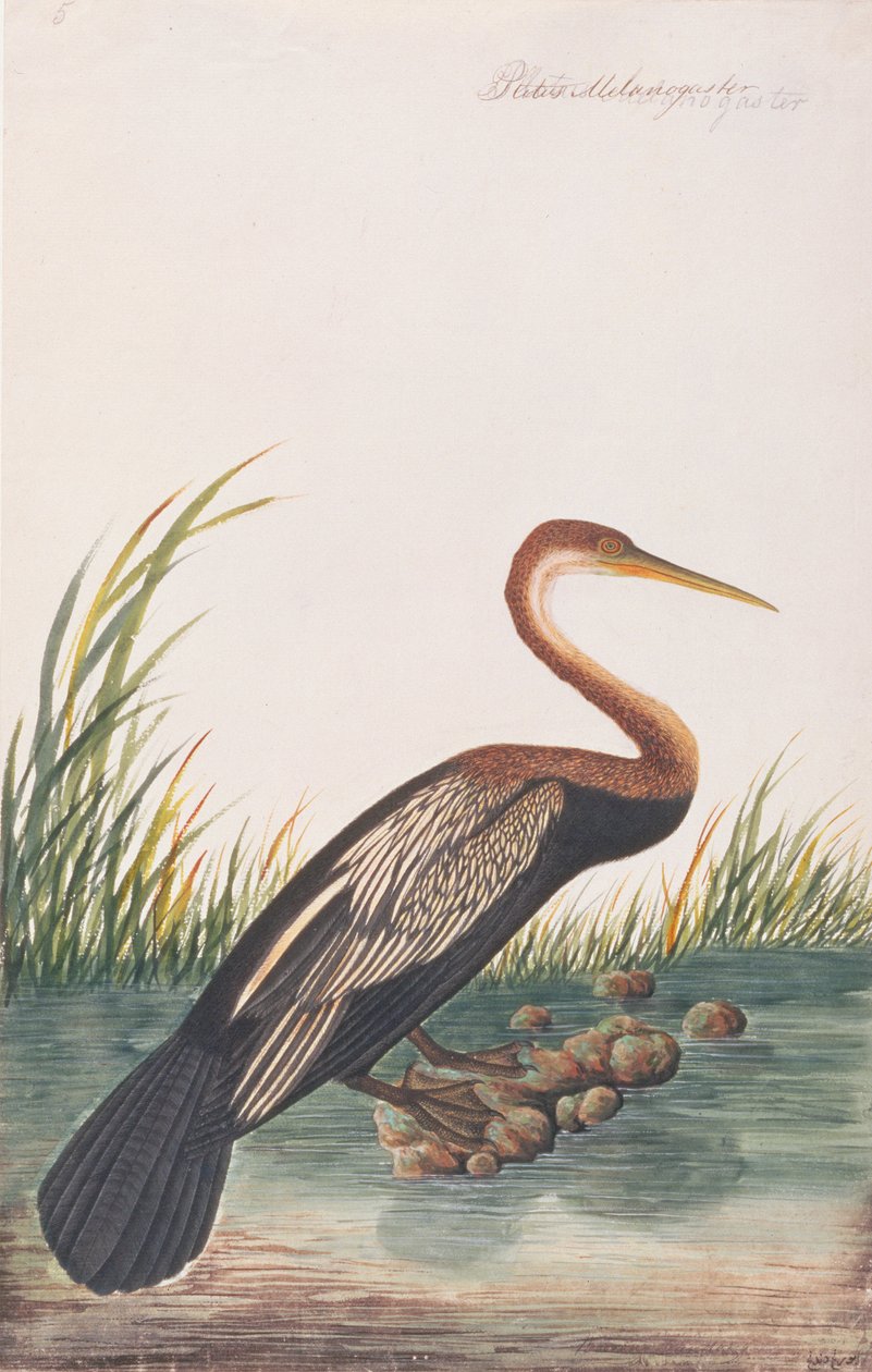 Darter orientalny, z Rysunków ptaków z Malakki, ok. 1805-18 (wc na papierze) autorstwa Chinese School