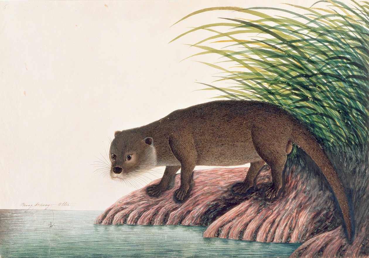 Wydra, Brang-Brang, z Rysunki zwierząt, owadów i gadów z Malakki, ok. 1805-18 (wc i gwasz na papierze) autorstwa Chinese School