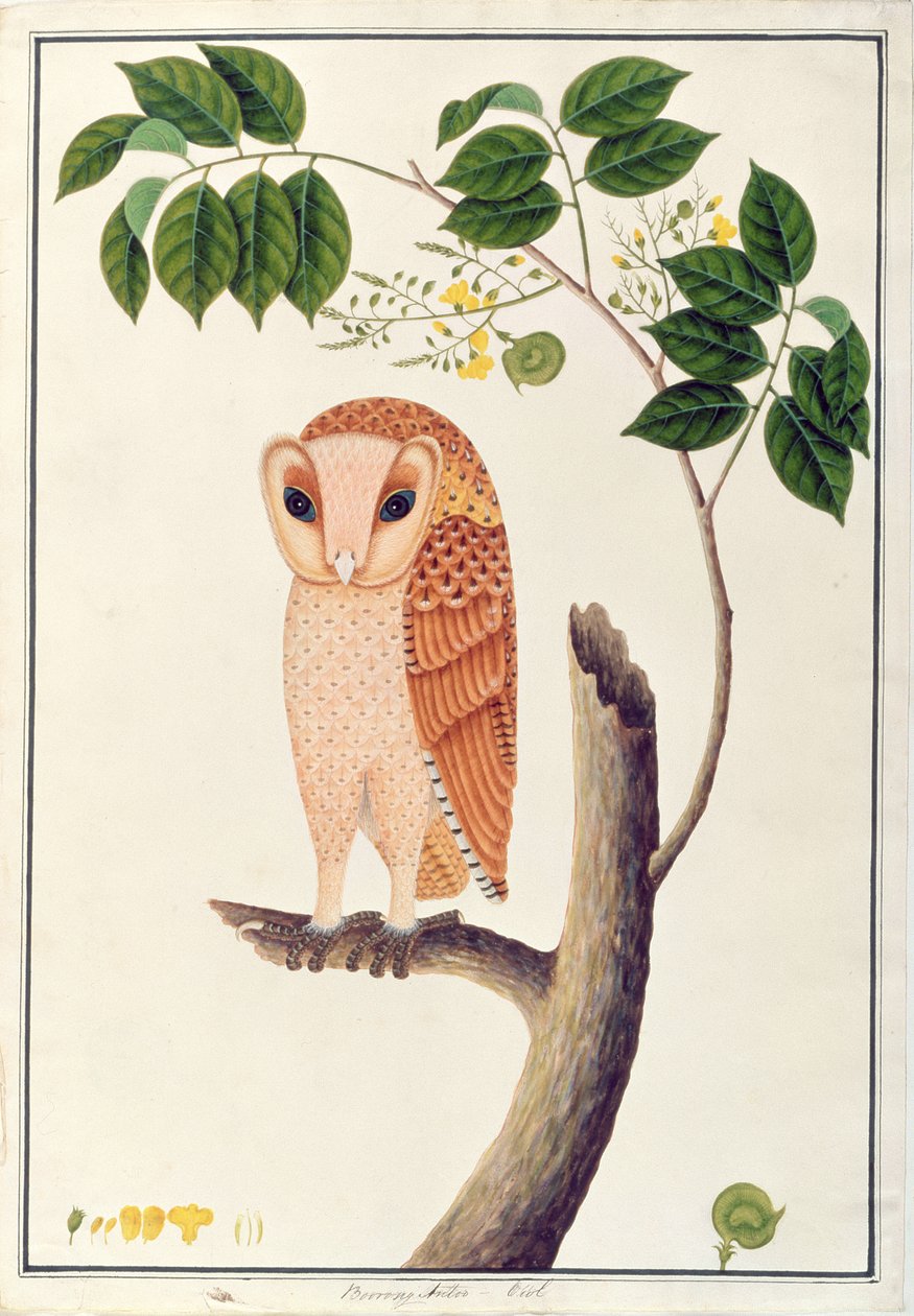 Sowa, Boorong antoo, z Rysunków ptaków z Malakki, ok. 1805-18 (wc na papierze) autorstwa Chinese School