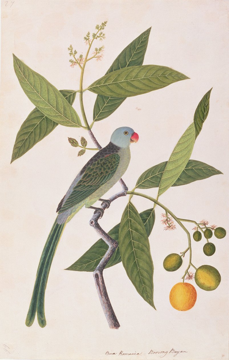 Papuga, z Rysunków ptaków z Malakki, ok. 1805-18 (wc na papierze) autorstwa Chinese School