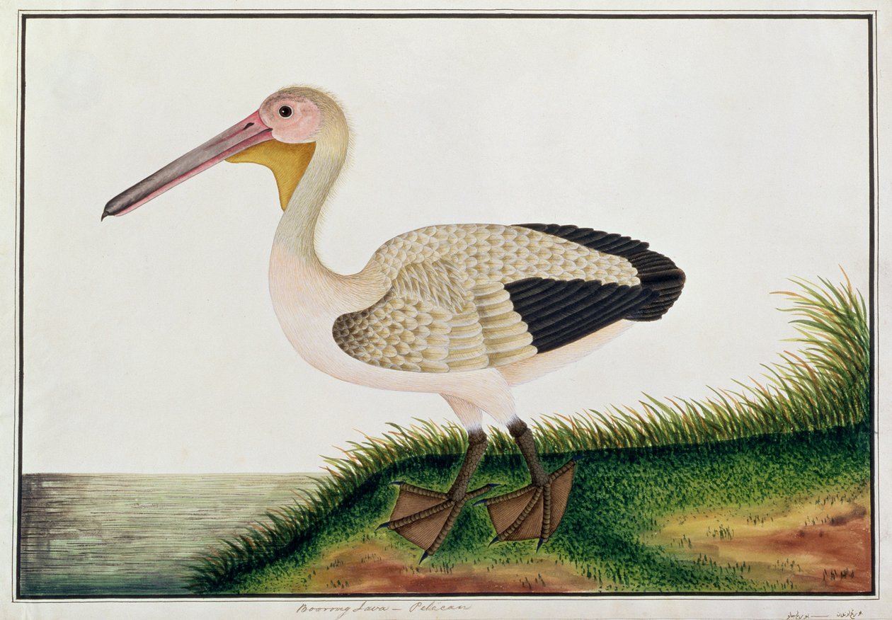 Pelikan, Boorong Java, z Rysunków ptaków z Malakki, ok. 1805-18 (wc na papierze) autorstwa Chinese School
