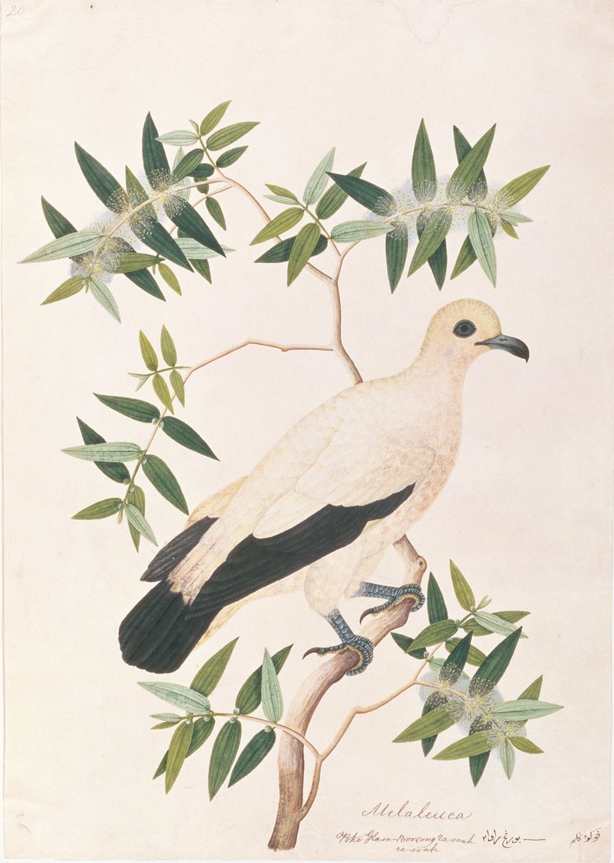 Pied Imperial Pigeon, z Rysunków ptaków z Malakki, ok. 1805-18 (wc na papierze) autorstwa Chinese School