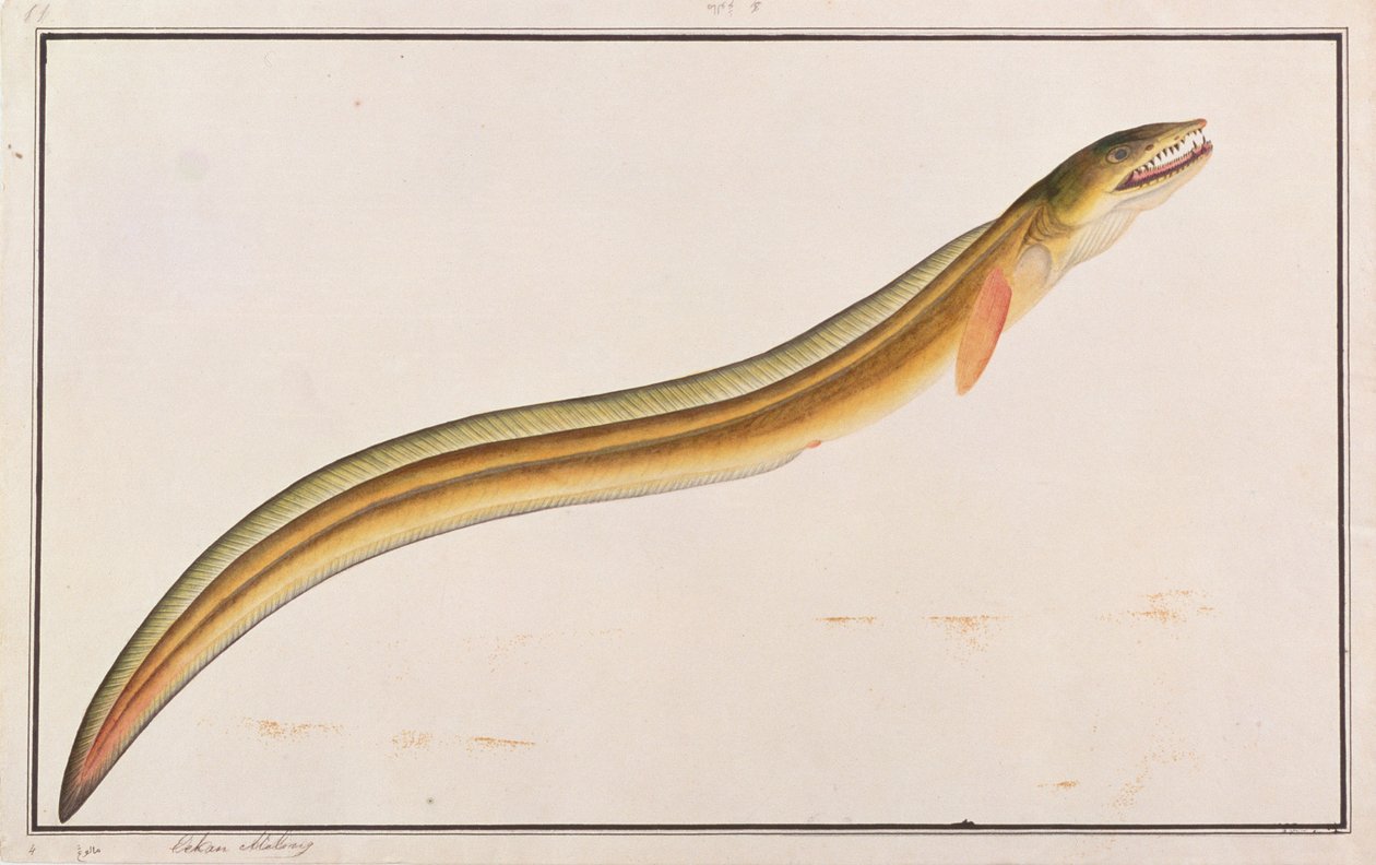 Pike Conger, z Rysunków ryb z Malakki, ok. 1805-18 (wc na papierze) autorstwa Chinese School