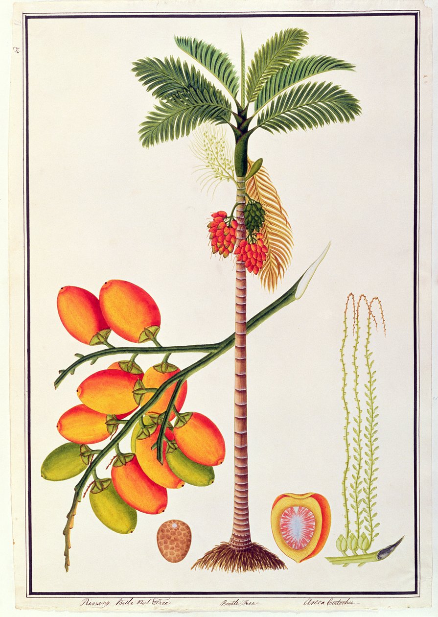 Pinang Betel Nut Tree, z Rysunków roślin z Malakki, ok. 1805-18 (wc na papierze) autorstwa Chinese School