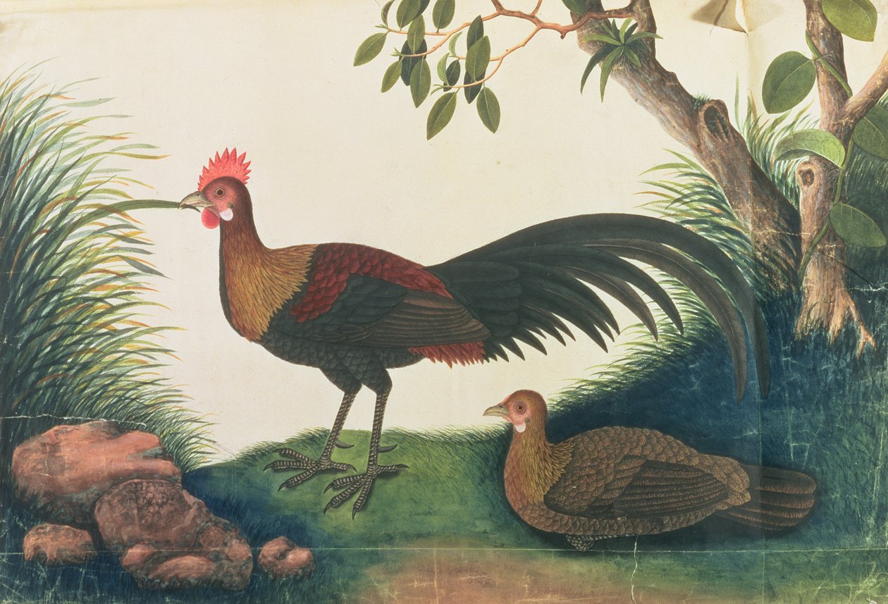 Drób, z Rysunków ptaków z Malakki, ok. 1805-18 (wc na papierze) autorstwa Chinese School
