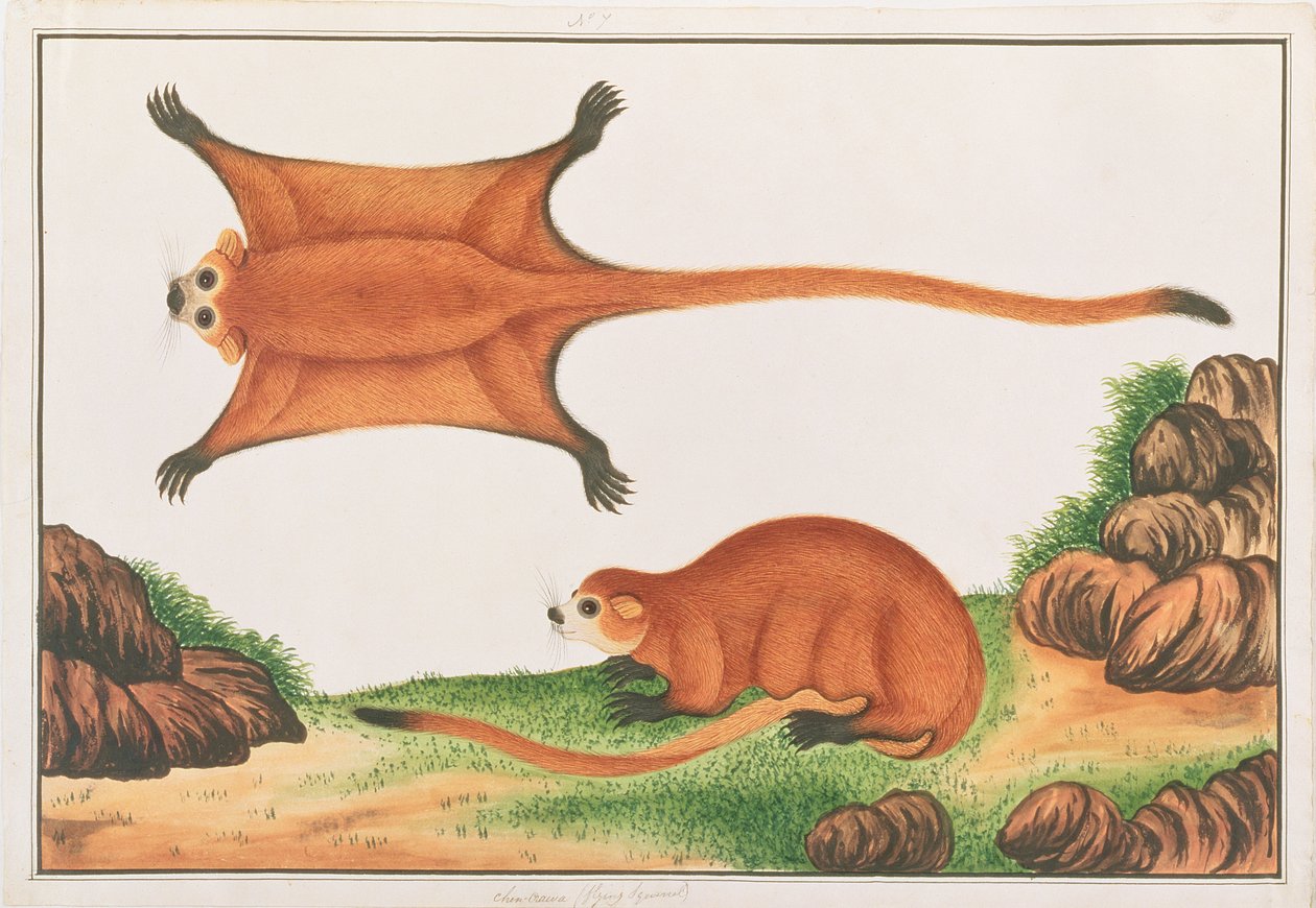 Red Giant Flying Squirrel, z Rysunków zwierząt, owadów i gadów z Malakki, ok. 1805-18 (toaleta i gwasz na papierze) autorstwa Chinese School