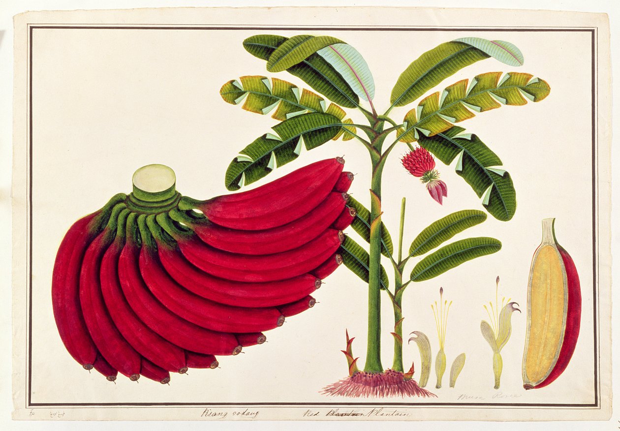 Babka czerwona, Pisang udang, z Rysunków roślin z Malakki, ok. 1805-18 (wc na papierze) autorstwa Chinese School