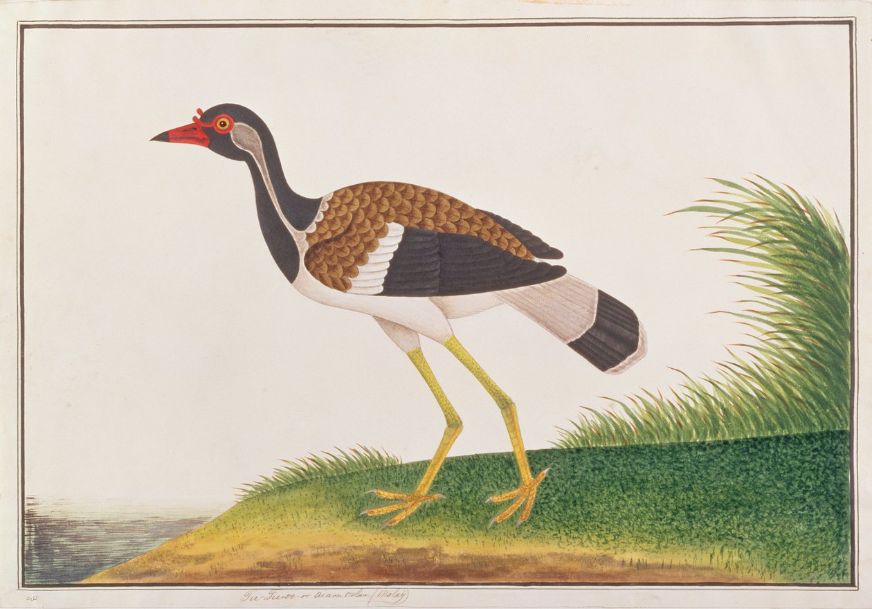 Czajka czerwonobrzucha, z Rysunków ptaków z Malakki, ok. 1805-18 (wc na papierze) autorstwa Chinese School