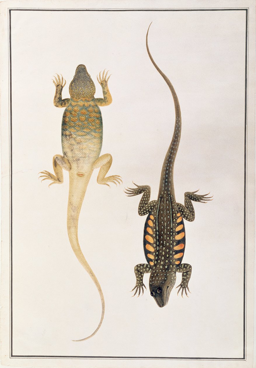 Gady z Rysunków zwierząt, owadów i gadów z Malakki, ok. 1805-18 (wc i gwasz na papierze) autorstwa Chinese School