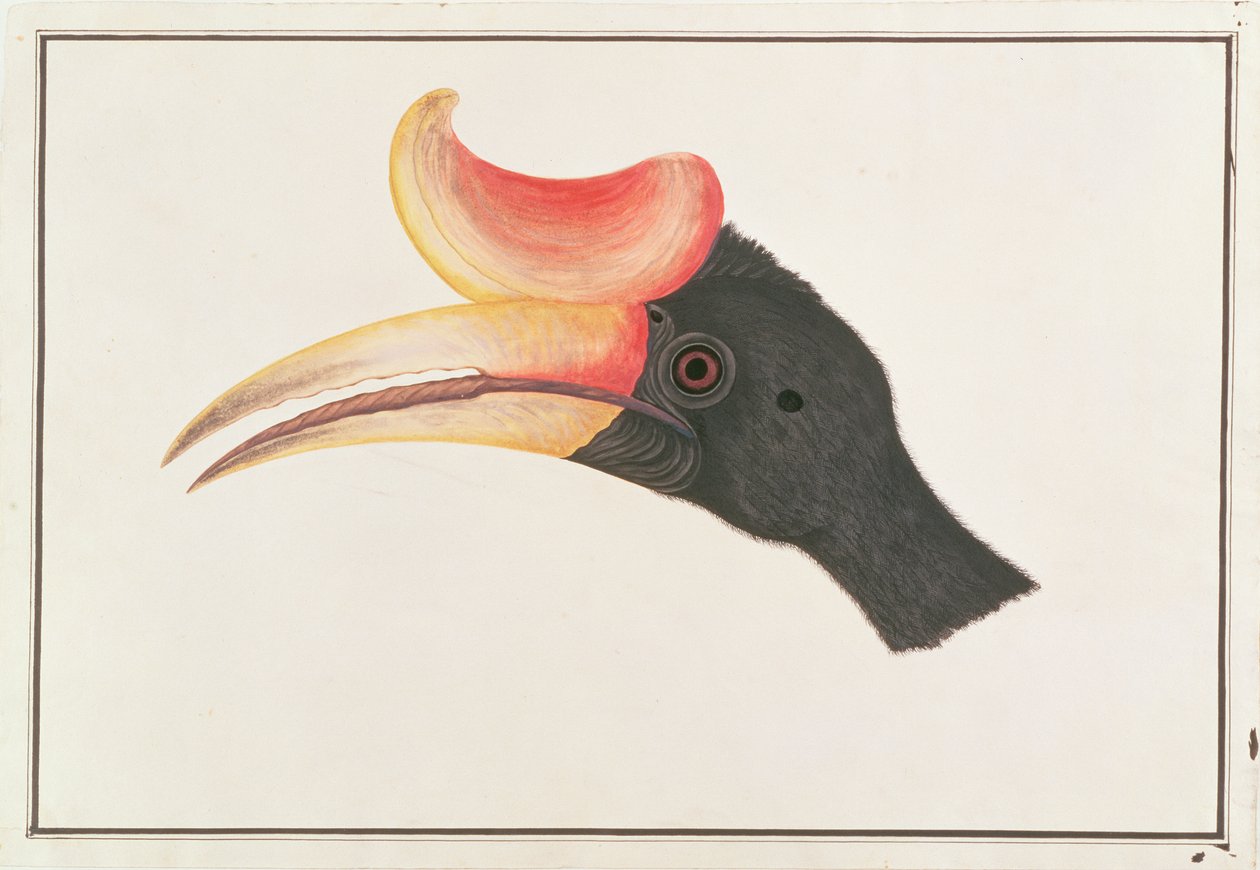 Rhinoceros Hornbill, z Rysunków ptaków z Malakki, ok. 1805-18 (wc na papierze) autorstwa Chinese School