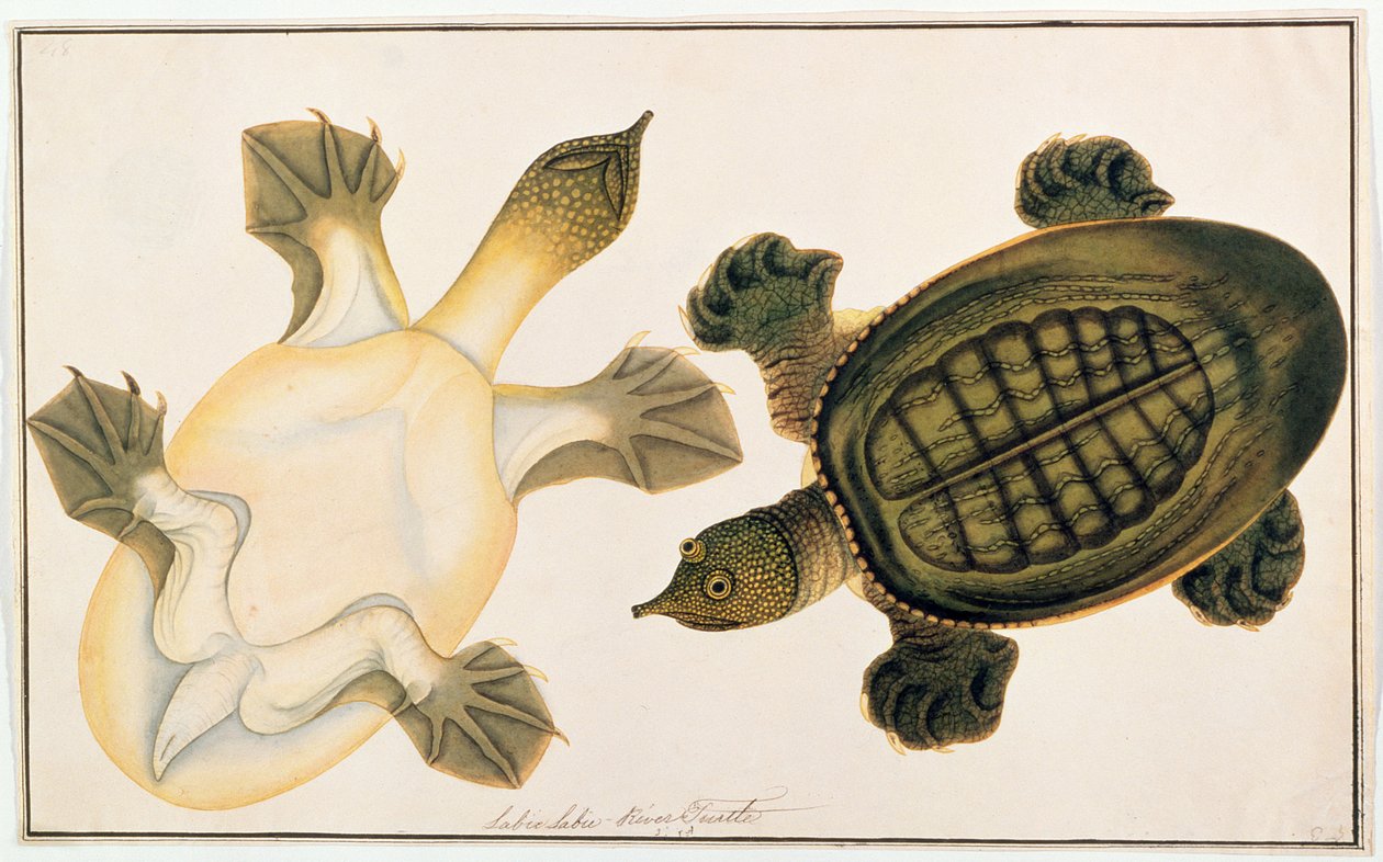 Rzeczny żółw, Labie Labu, z Rysunków zwierząt, owadów i gadów z Malakki, ok. 1805-18 (gwasz i toaleta na papierze) autorstwa Chinese School