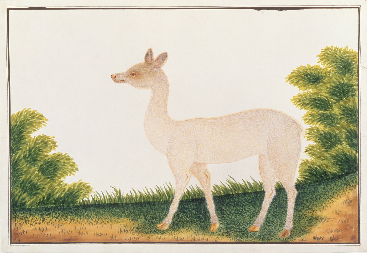 Sambar Deer, z Rysunki zwierząt, owadów i gadów z Malakki, ok. 1805-18 (wc i gwasz na papierze) autorstwa Chinese School