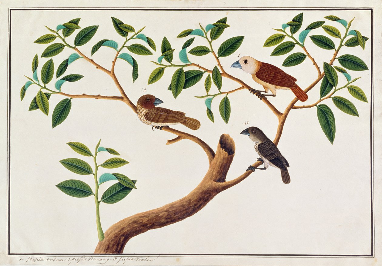 Munia łuskowata, munia białogłowa i miodowód malezyjski, z Rysunków ptaków z Malakki, ok. 1805-18 (wc na papierze) autorstwa Chinese School