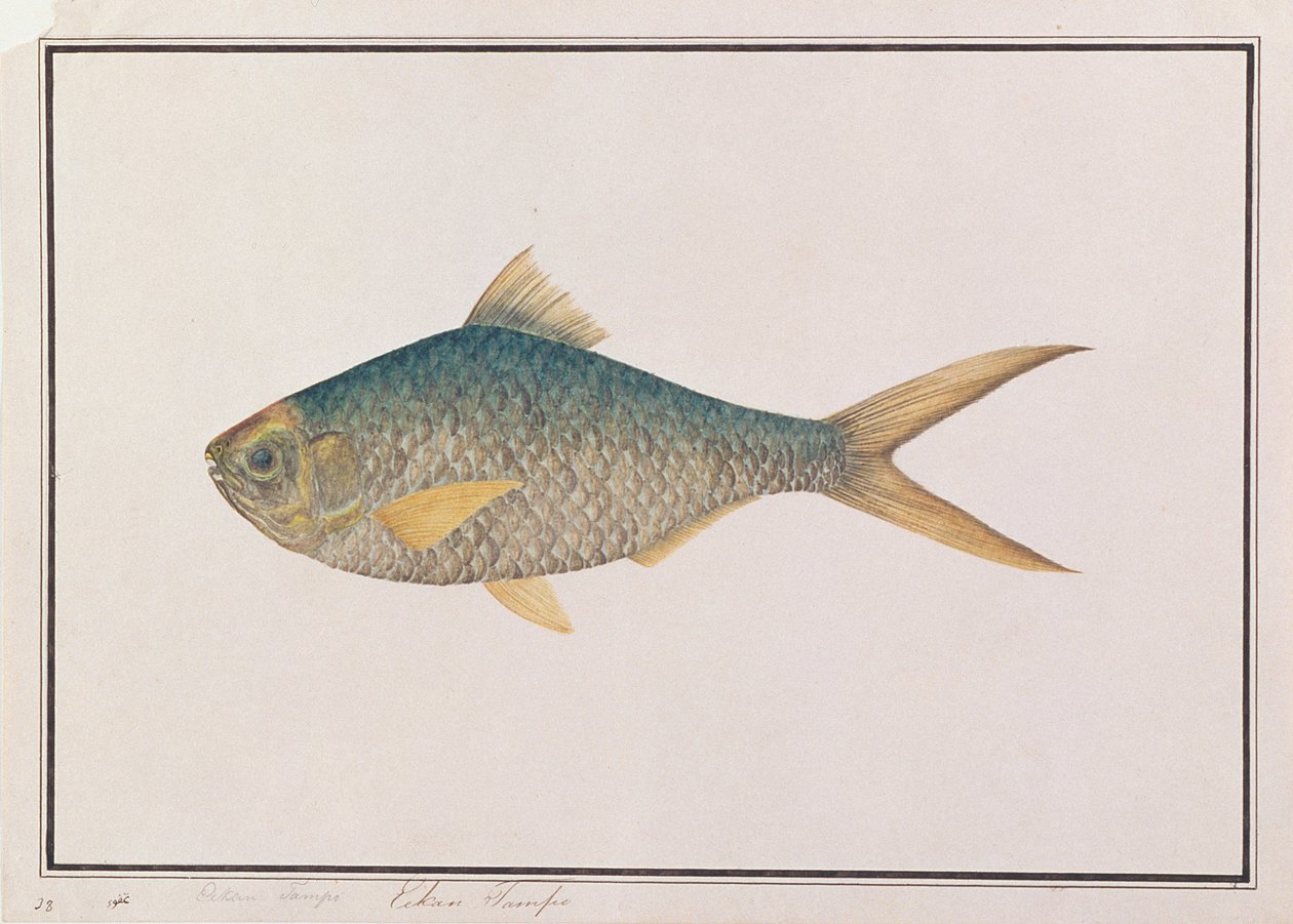 Shad, z Rysunków ryb z Malakki, ok. 1805-18 (wc na papierze) autorstwa Chinese School