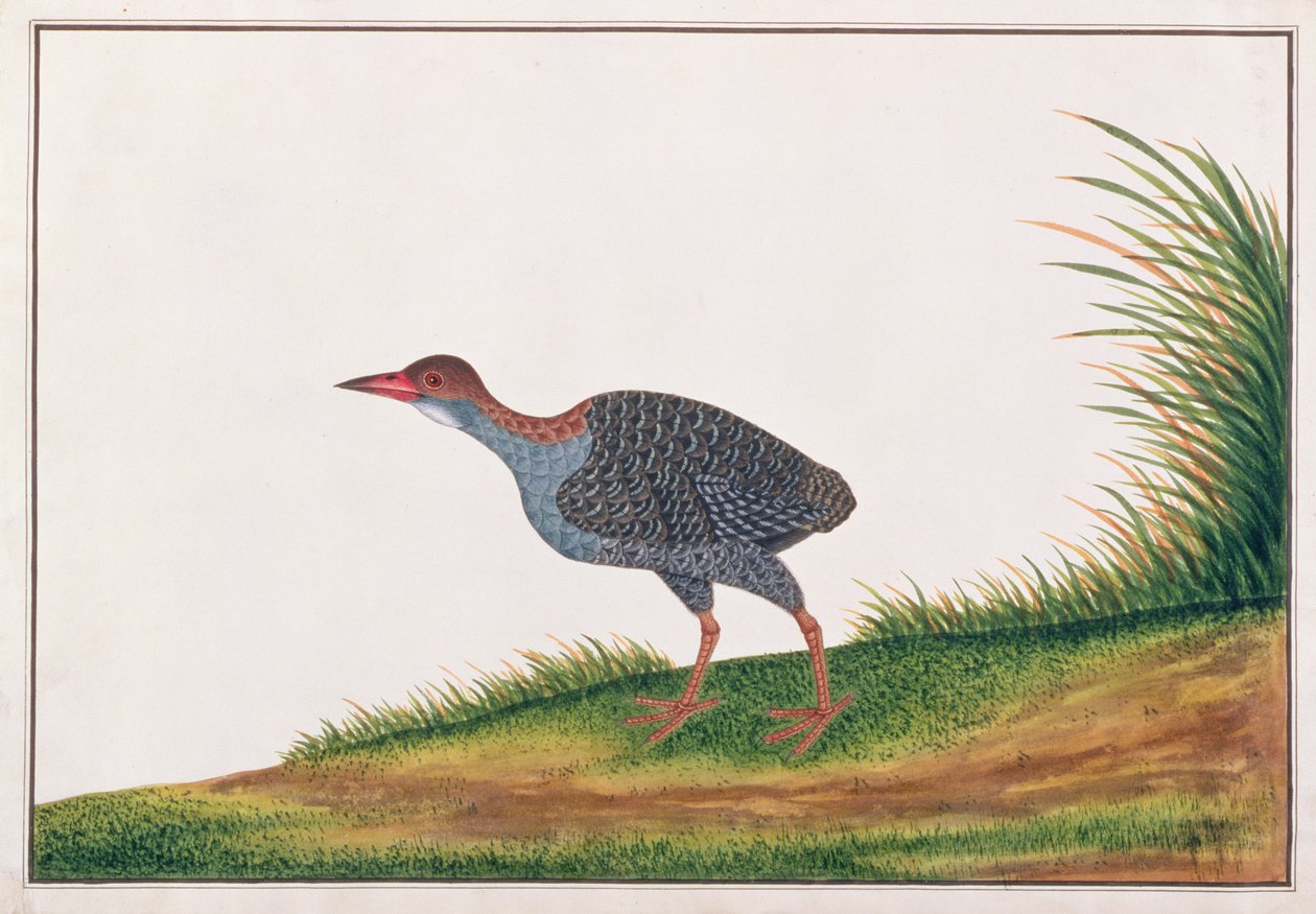 Szyna łupkowa, z Rysunków ptaków z Malakki, ok. 1805-18 (wc na papierze) autorstwa Chinese School