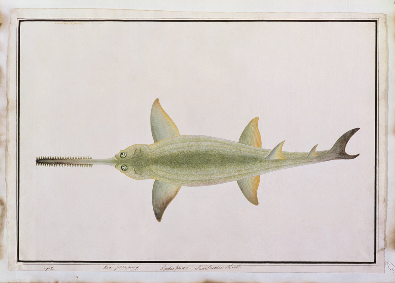 Rekin mieczopyski, Eeu parrang, Squalus poristis, z Rysunków ryb z Malakki, ok. 1805-18 (wc na papierze) autorstwa Chinese School