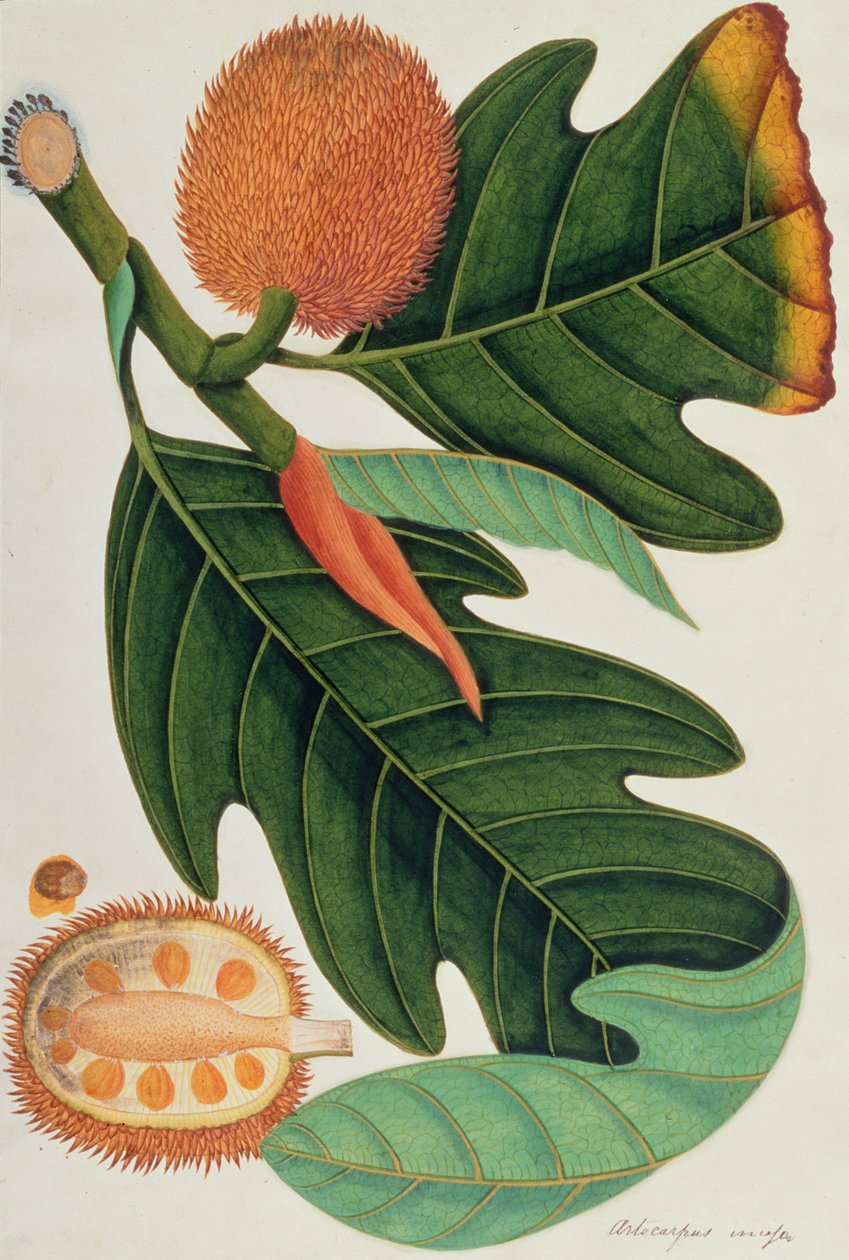 Trab lub kadzidło Artocarpus, z Rysunków roślin z Malakki, ok. 1805-18 (wc na papierze) autorstwa Chinese School