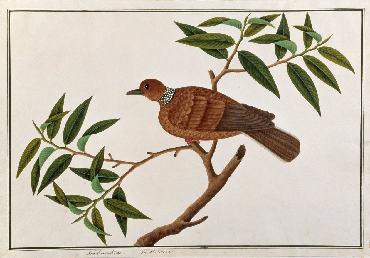 Turtle Dove, Tookoo-Kore, z Rysunków ptaków z Malakki, ok. 1805-18 (wc na papierze) autorstwa Chinese School