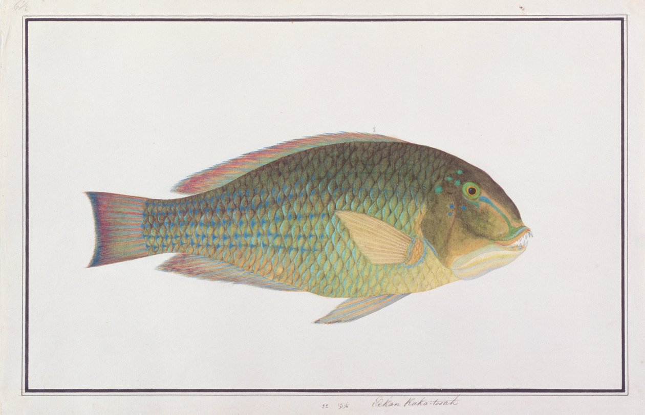 Tuskfish, z Rysunków ryb z Malakki, ok. 1805-18 (wc na papierze) autorstwa Chinese School