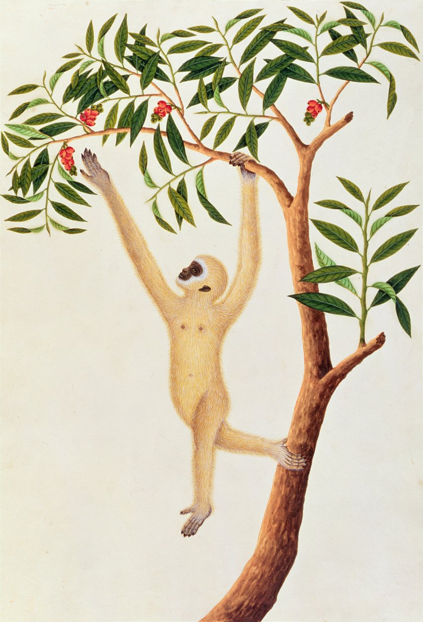 Biała długozbrojna małpa, Ongka Pootre, z Rysunków zwierząt, owadów i gadów z Malakki, ok. 1805-18 (wc i gwasz na papierze) autorstwa Chinese School