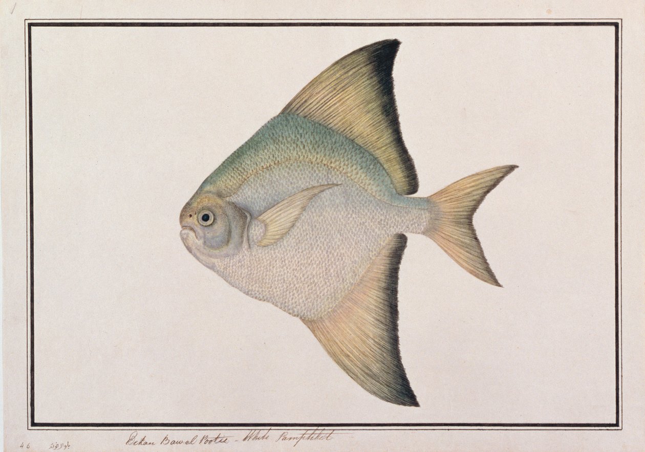 Biały Pomfret, z Rysunków ryb z Malakki, ok. 1805-18 (wc na papierze) autorstwa Chinese School
