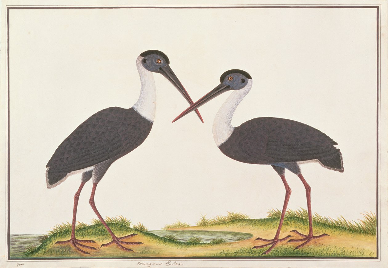 Bocian włochaty, z Rysunków ptaków z Malakki, ok. 1805-18 (wc na papierze) autorstwa Chinese School