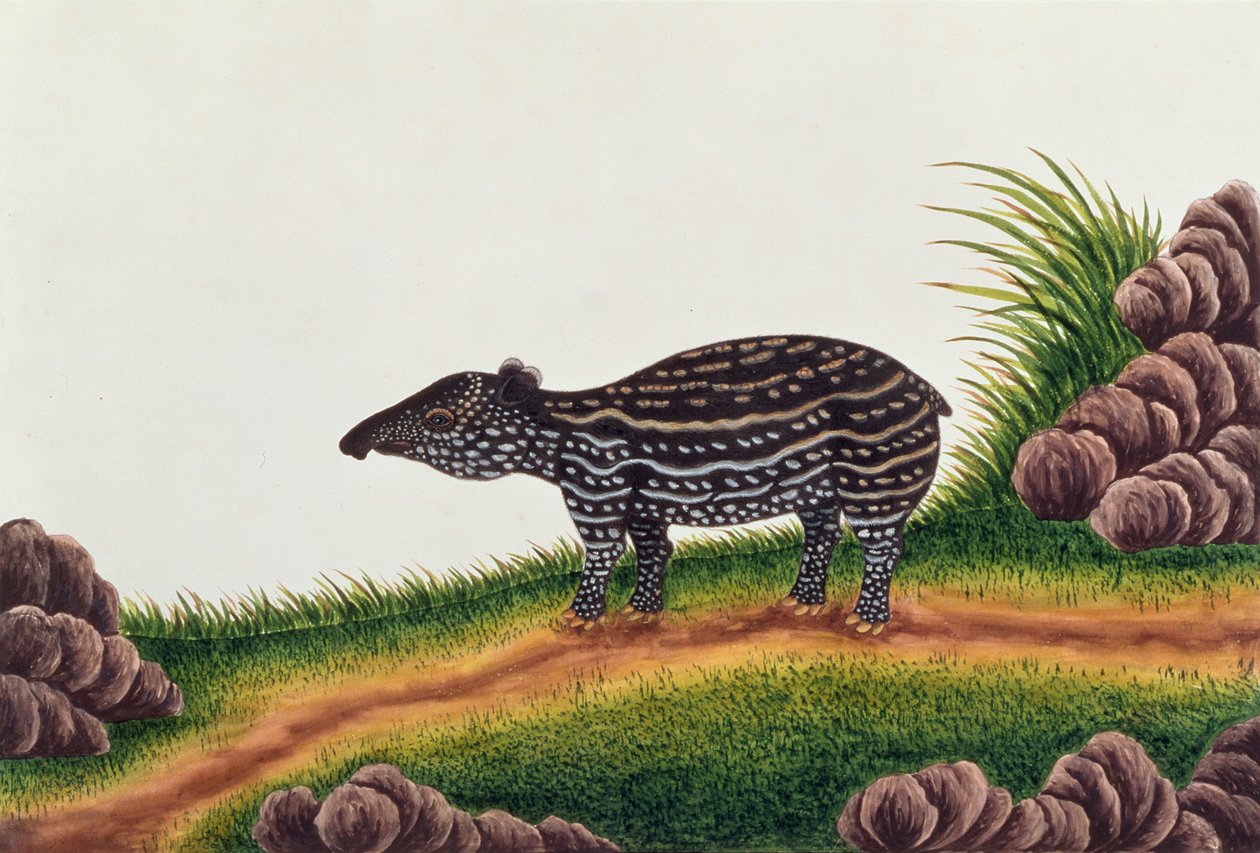 Młody tapir z Malakki, z Rysunków zwierząt, owadów i gadów z Malakki, ok. 1805-18 (wc i gwasz na papierze) autorstwa Chinese School