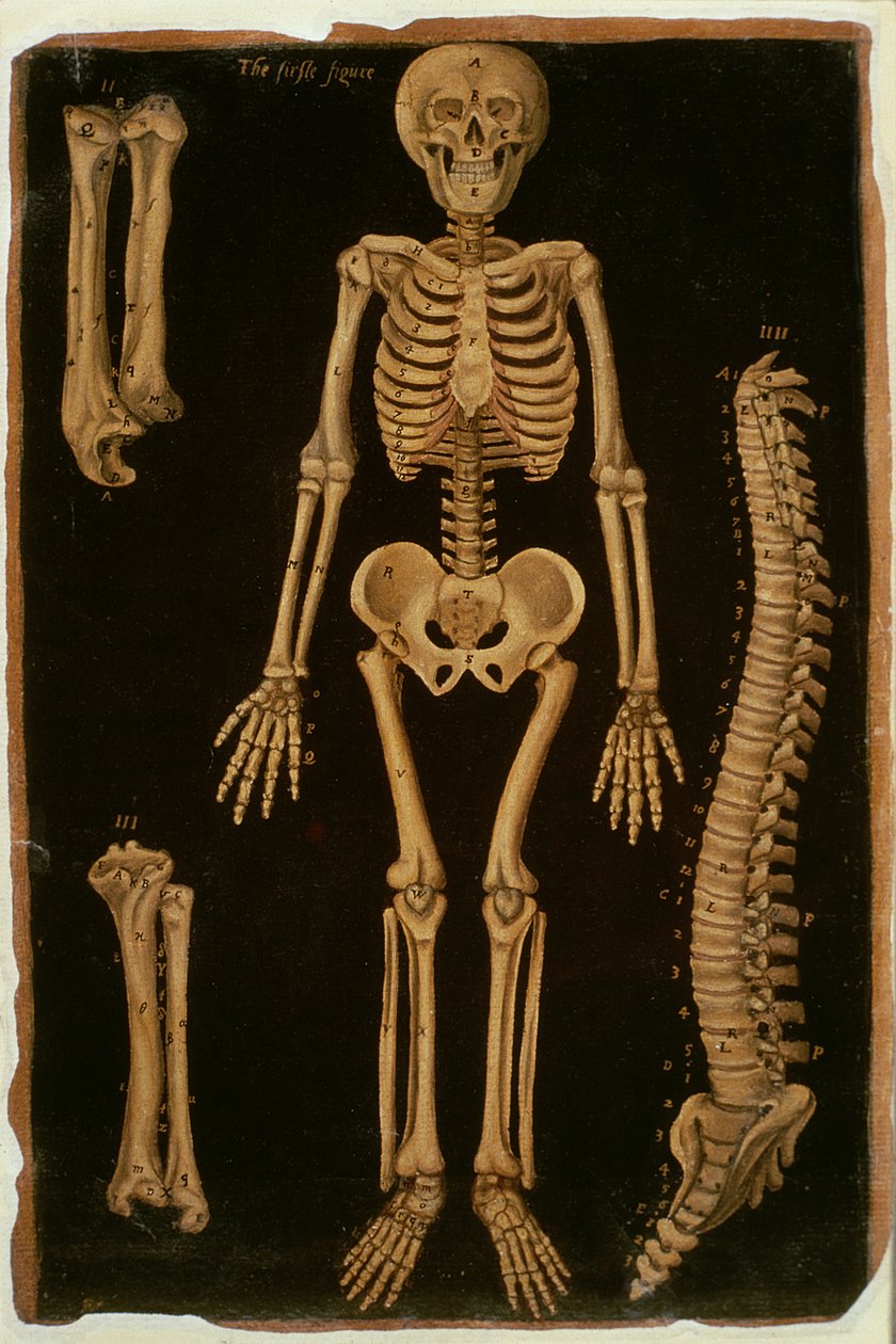 Ms Hunter 364 Table II Dissection, from Anatomical Tables, John Banister (1540-1610) (olej na brązowym papierze) autorstwa English School