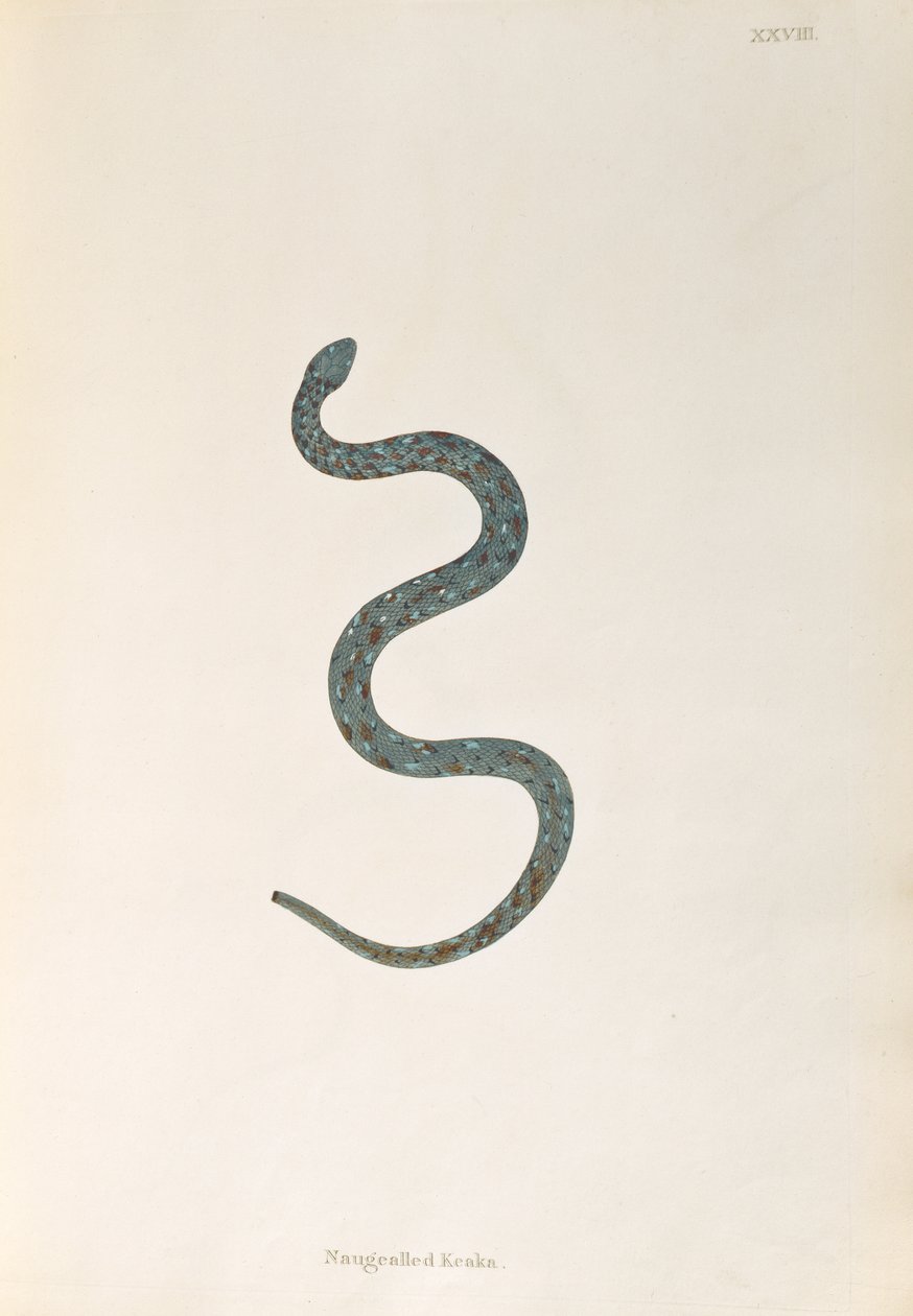 Naugealled Keaka Snake z An Account of Indian Serpents zebranych z wybrzeża Coromandel przez Patricka Russella, Londyn, 1796 autorstwa English School