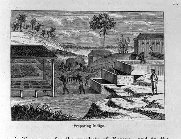 Przygotowanie Indigo, z przeszłości i teraźniejszości Santo Domingo Samuel Hazard, wyd. 1873 autorstwa English School
