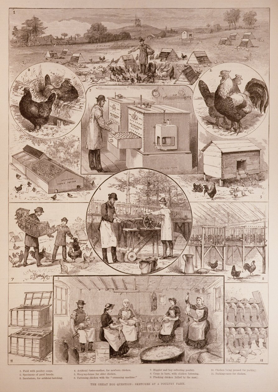 Pytanie o wielkie jajko: szkice na farmie drobiu, z The Illustrated London News, 2 kwietnia 1887 r. autorstwa English School