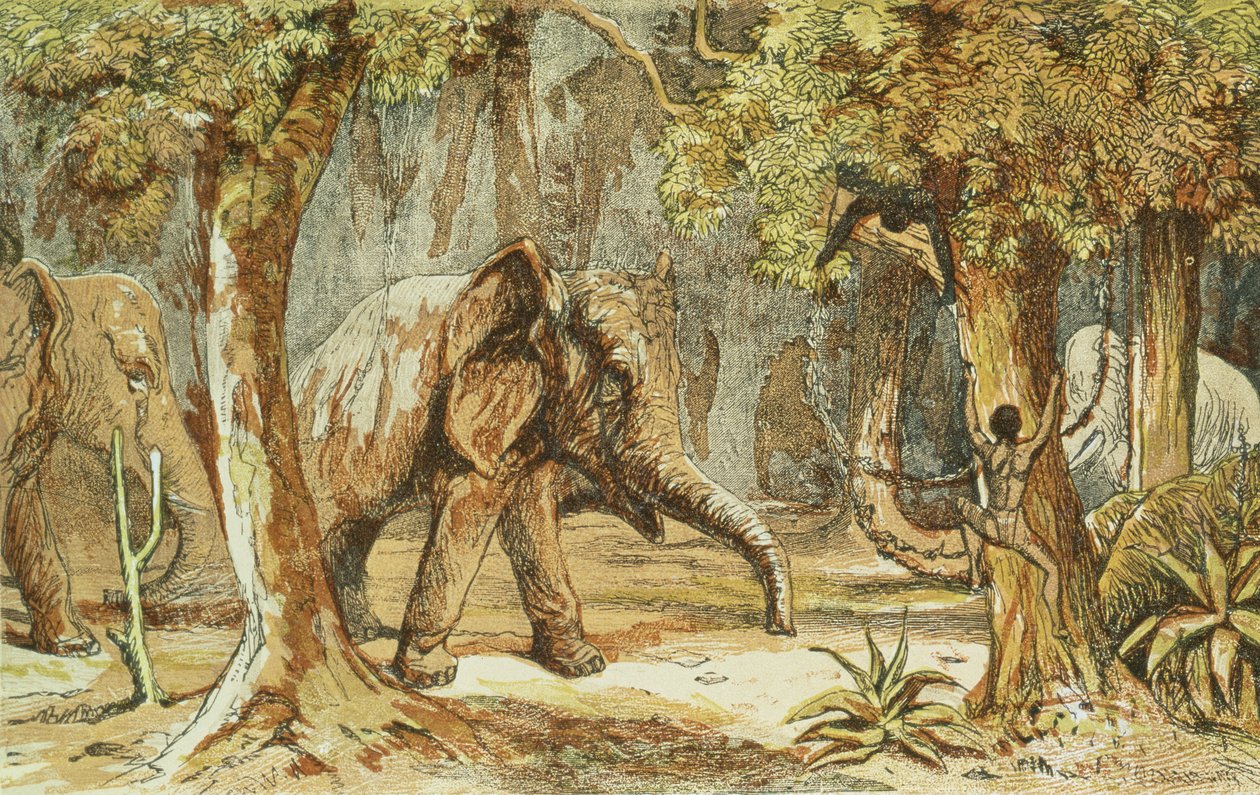 Treeed by Elephants, ilustracja z filmu Sporting Scenes Amongst the Kaffirs of South Africa W. Drayson, 1855 autorstwa English School