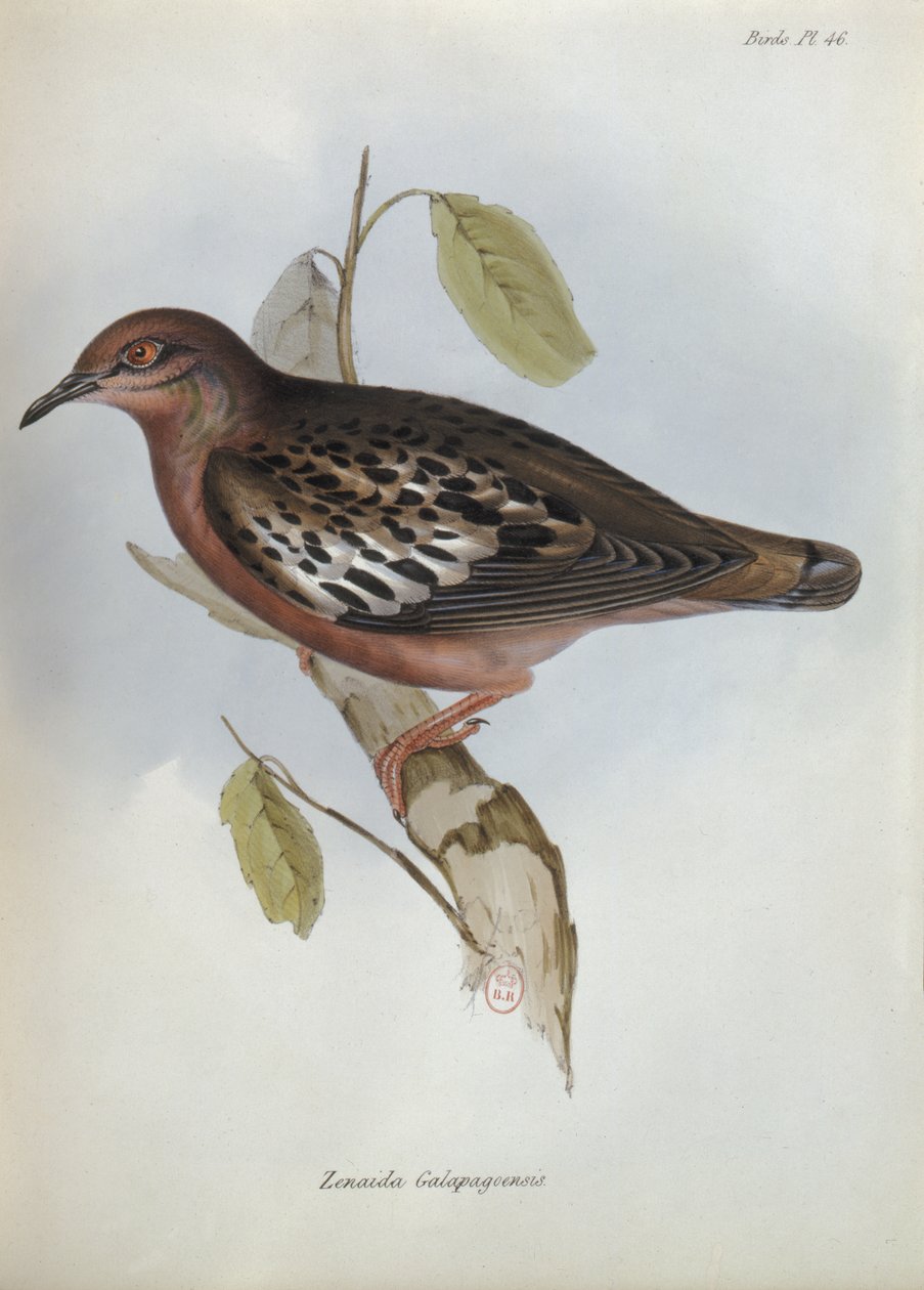 Zenaida Galapagoensis, ilustracja z The Zoology of the Voyage of H.M.S. Beagle, 1832-36 przez Karola Darwina (1809-92), 1840 autorstwa English School