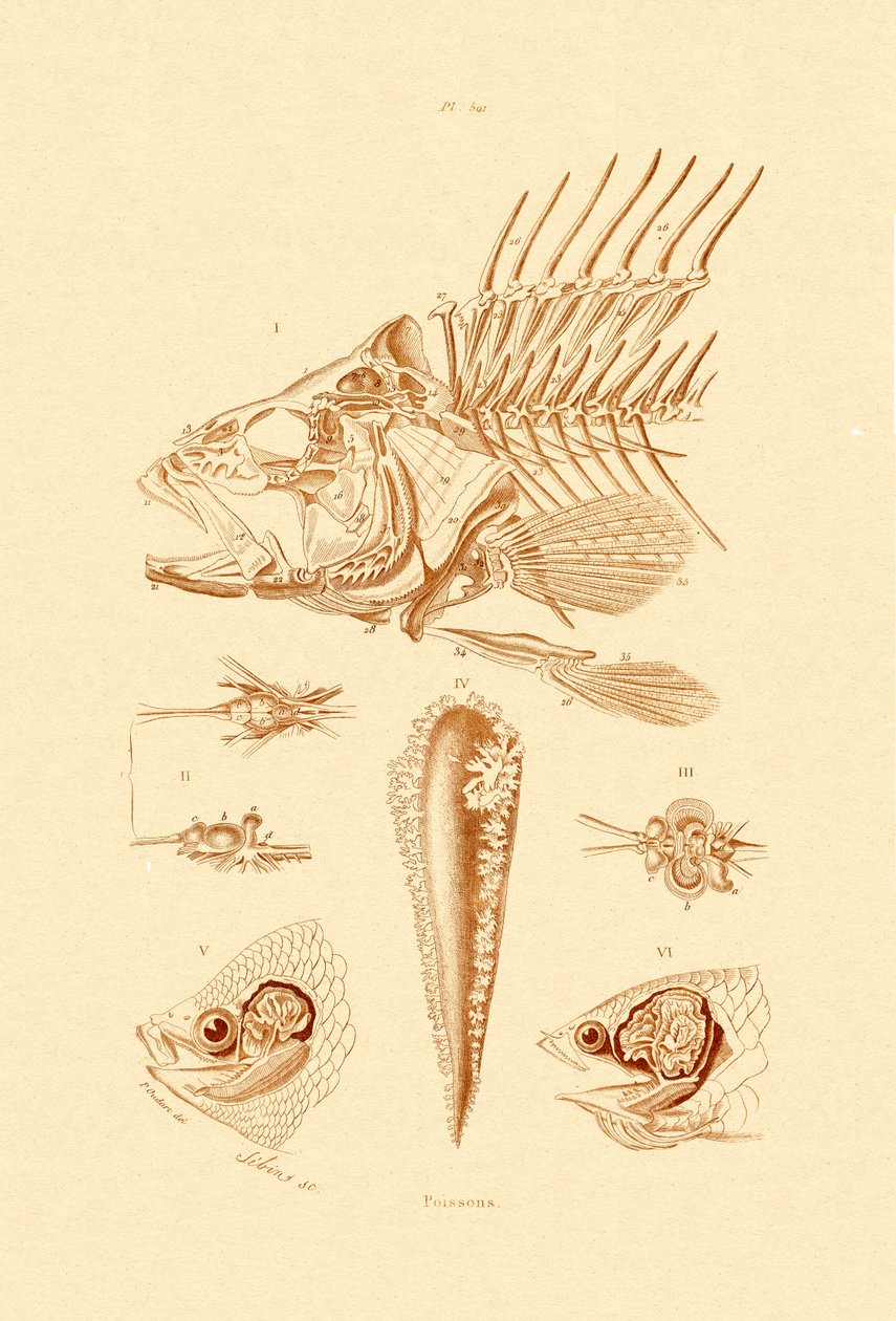 Ryba, 1833-39 autorstwa French School