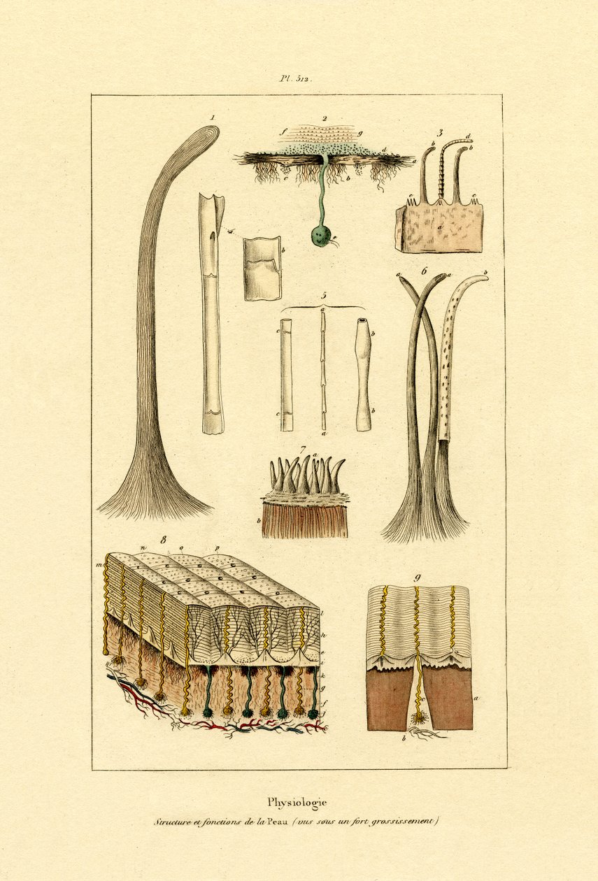 Skóra ludzka, 1833-39 autorstwa French School
