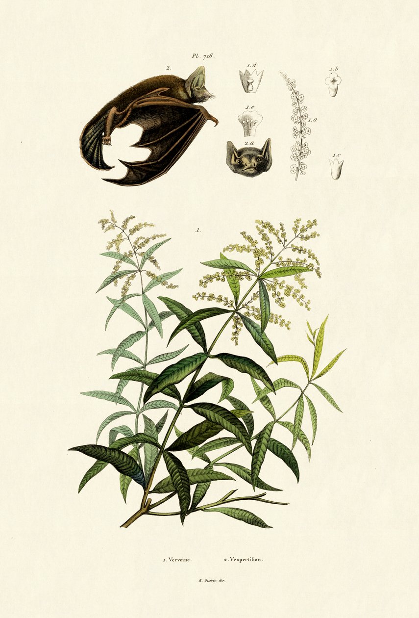 Cytryny, 1833-39 autorstwa French School